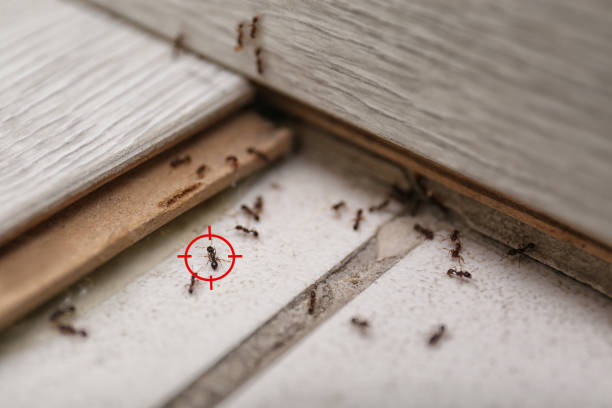 Best Wasp Removal Services  in Boulder, CO