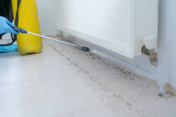 Best Flea Control Services  in Boulder, CO